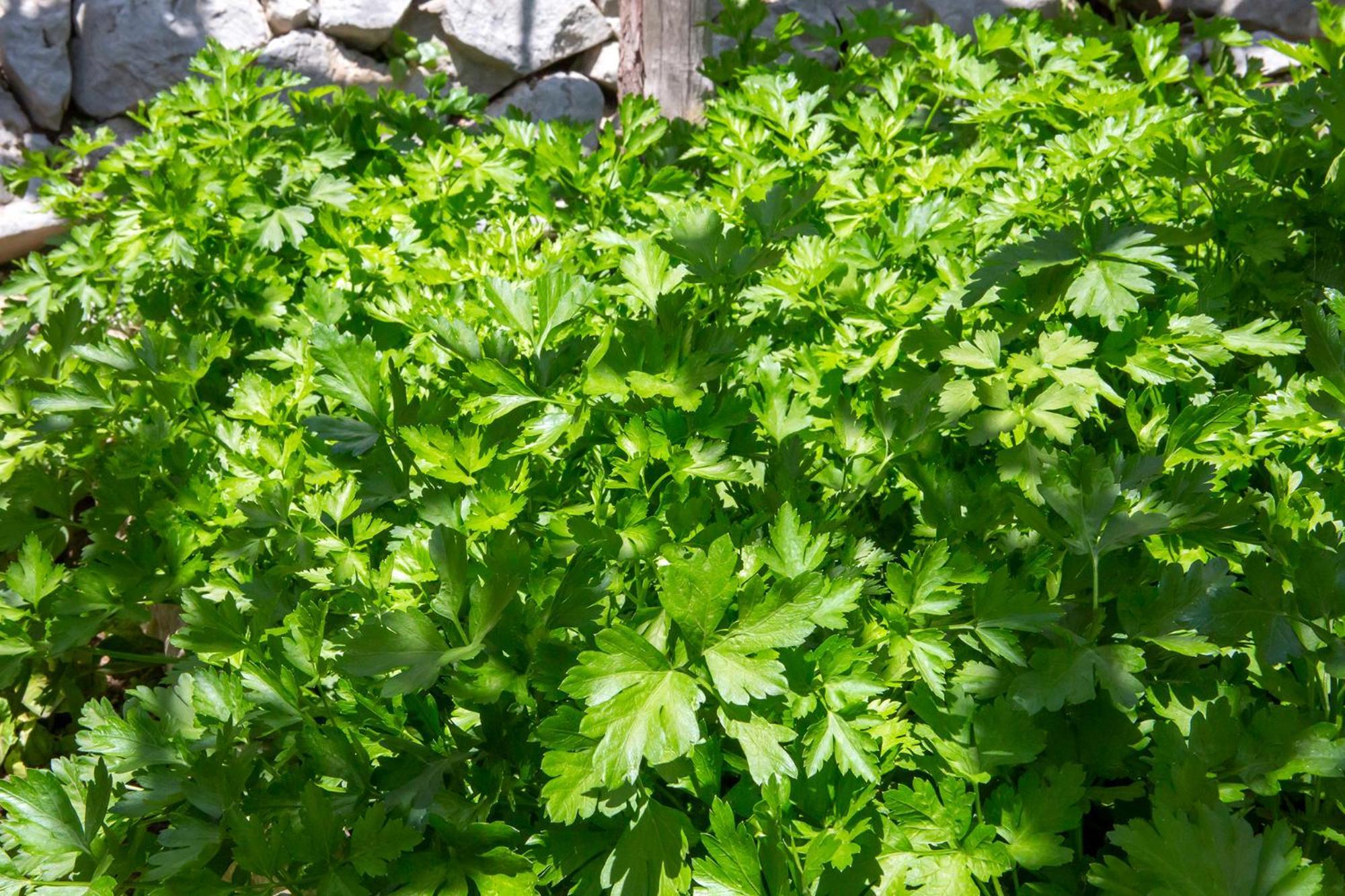 Tenuta La Picola Furore Εξωτερικό φωτογραφία