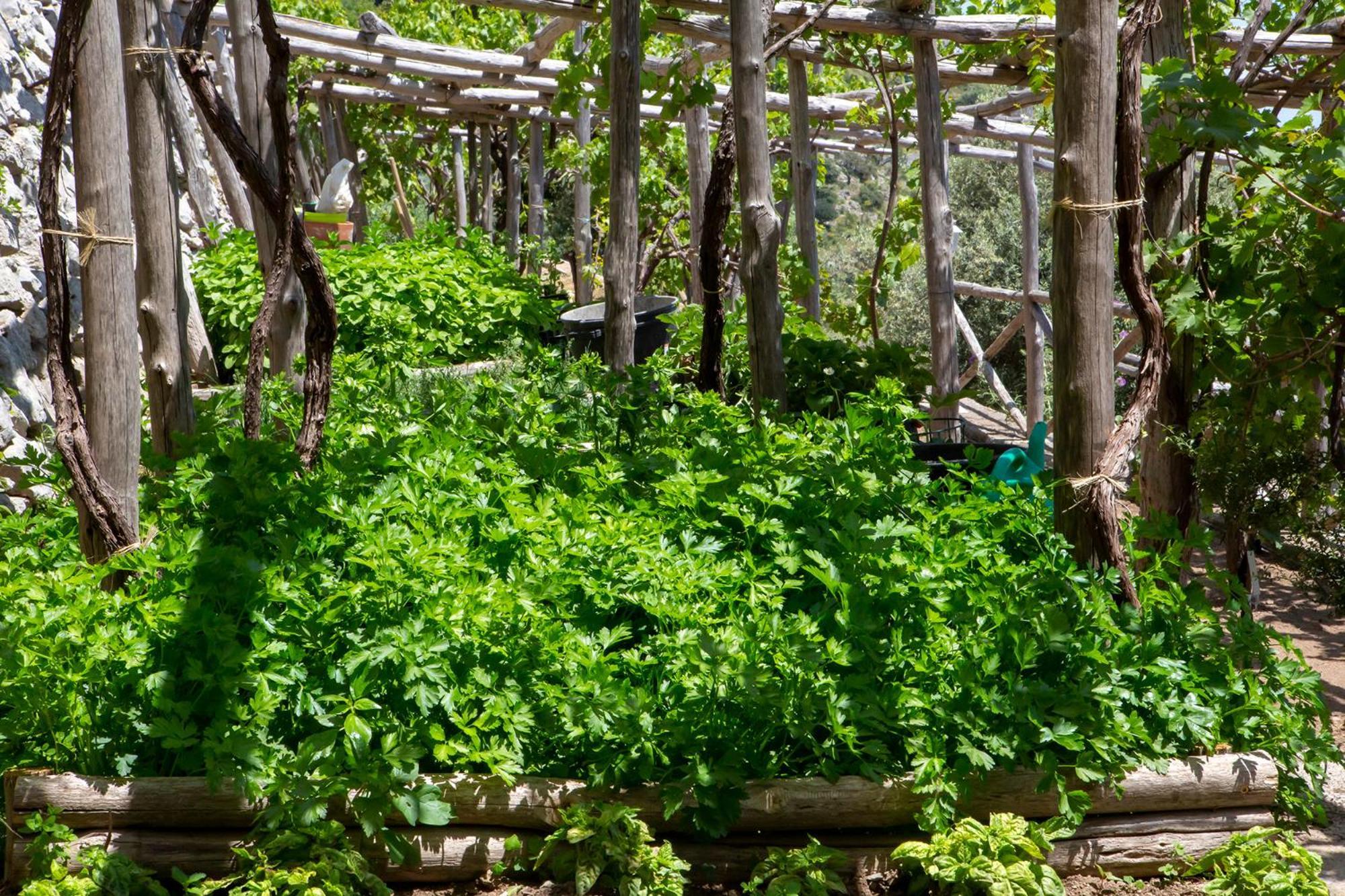 Tenuta La Picola Furore Εξωτερικό φωτογραφία